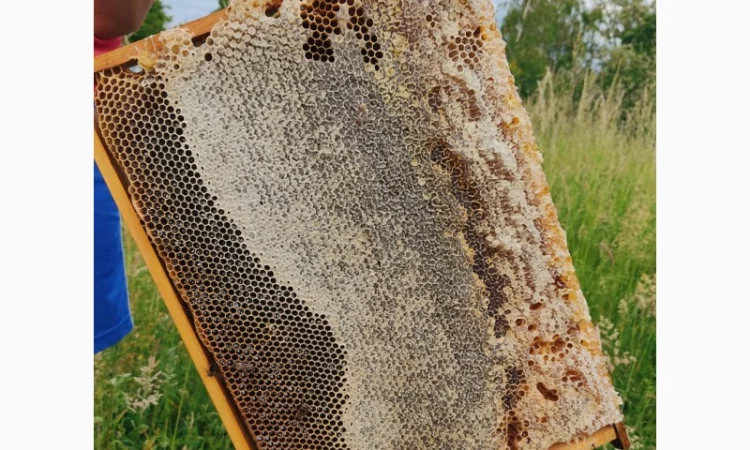 Пчеломатки Карпатки – високоякісні бджоло матки - фото № 4