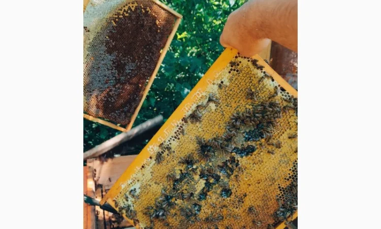 Пчеломатки Карпатки – високоякісні бджоло матки - фото № 5