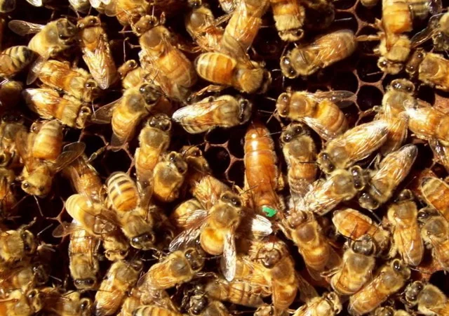 Продам матки итальянской породы - фото № 4