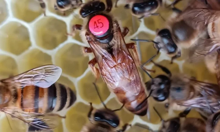 Матки Бакфаст – премиальная линия - фото № 1