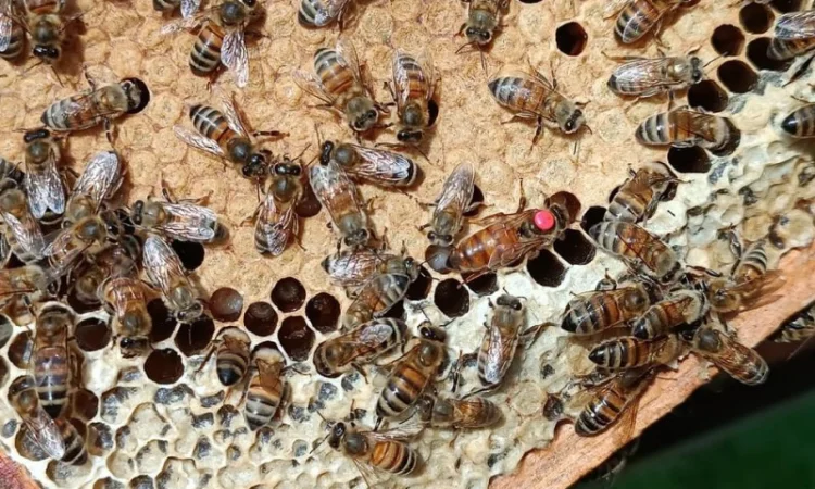 Матки Бакфаст – премиальная линия - фото № 2