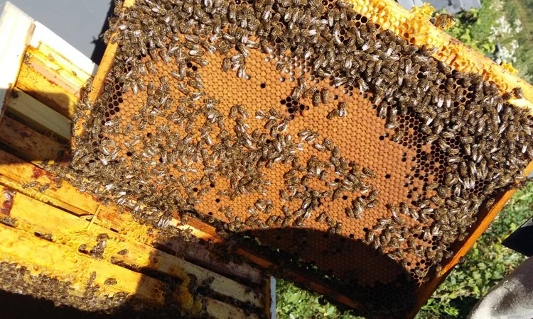 Бджолопакети Карпатка та Карніка – сильні медоносні сім’ї - фото № 1