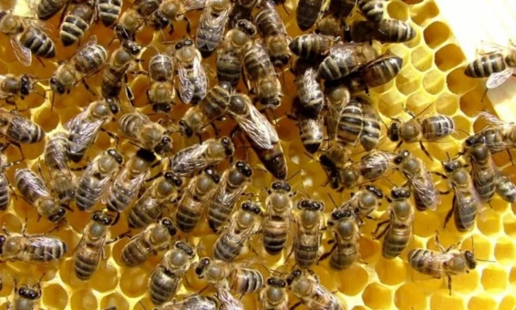 Продам бджолопакети Карпатка 2024 - фото № 1