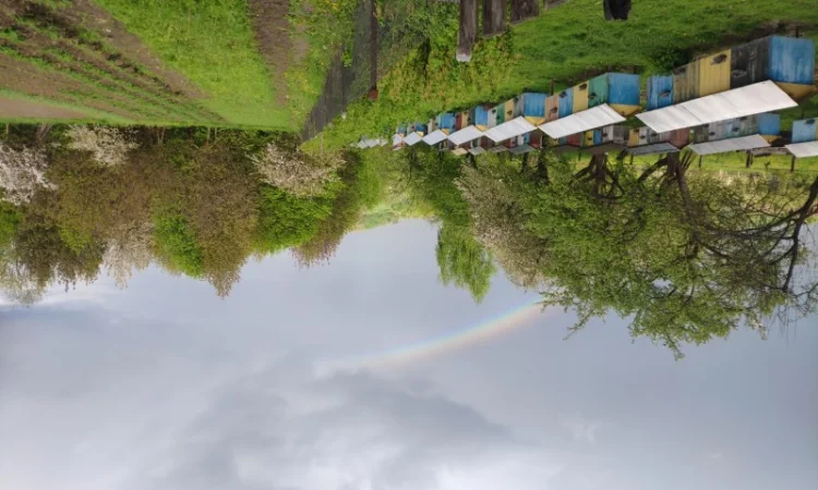 Пропонуються бджолопакети карпатської породи 2025 року - фото № 3