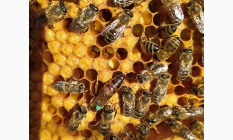 Продам пчелопакеты КАРПАТКА с доставкой по всей Украине - фото № 1