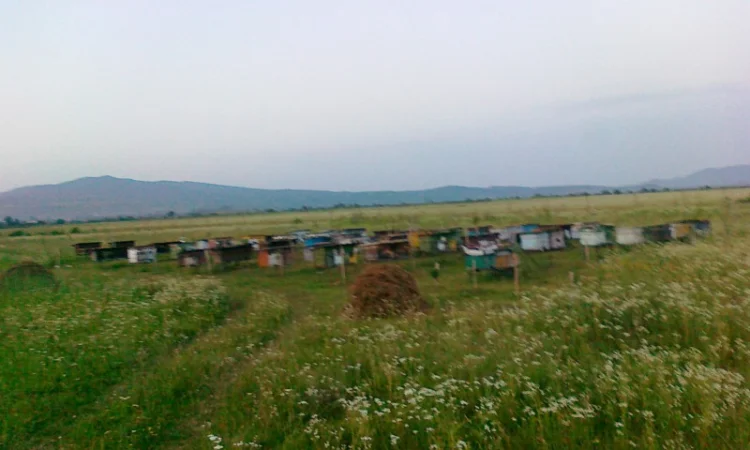 Пчелопакеты с молодыми пчеломатками Карпатской породы — доставка по всей Украине - фото № 2