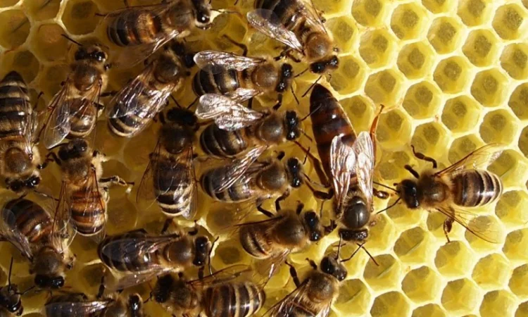 Пчелопакеты с молодыми пчеломатками Карпатской породы — доставка по всей Украине - фото № 6