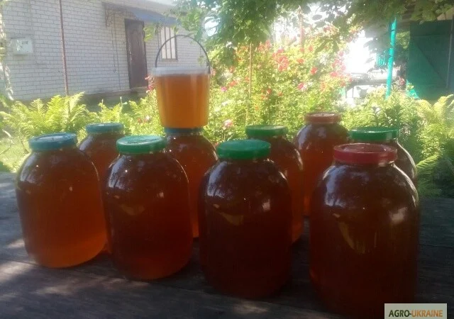 Пчелопакеты с молодыми пчеломатками Карпатской породы — доставка по всей Украине - фото № 8