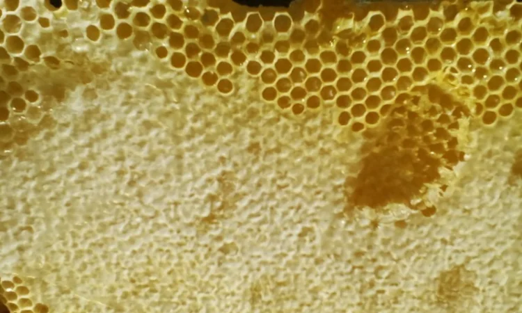 Пчелопакеты с молодыми пчеломатками Карпатской породы — доставка по всей Украине - фото № 9