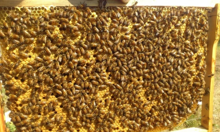 Пчелопакеты карпатской породы с доставкой по Украине - фото № 4