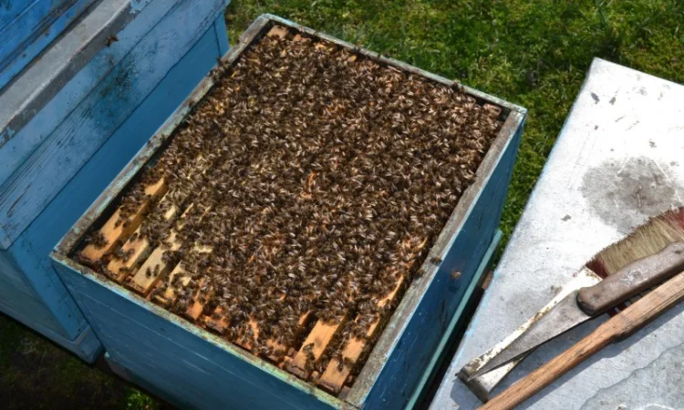 Пчелопакеты карпатской породы с доставкой по Украине - фото № 1