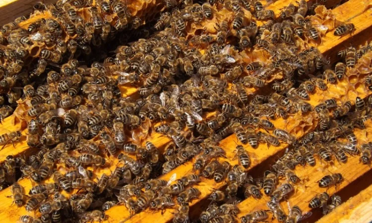 Пчелопакеты карпатской породы с доставкой по Украине - фото № 2