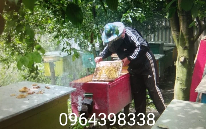 Продам бджолопакети та бджолосім'ї - фото № 1