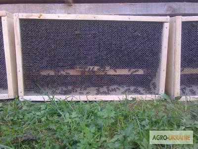 Безсотові бджолопакети Карпатка – можливість доставки - фото № 1