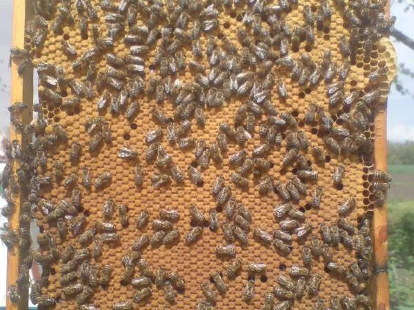 Пропонуються бджолопакети 4 рр. за договірною ціною - фото № 1