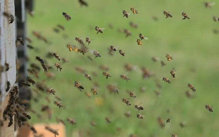 Пропонуються бджолопакети карпатки 2025 року - фото № 1