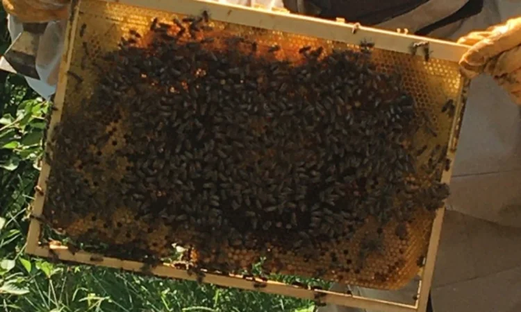 Продаются пчелопакеты Карника - фото № 2