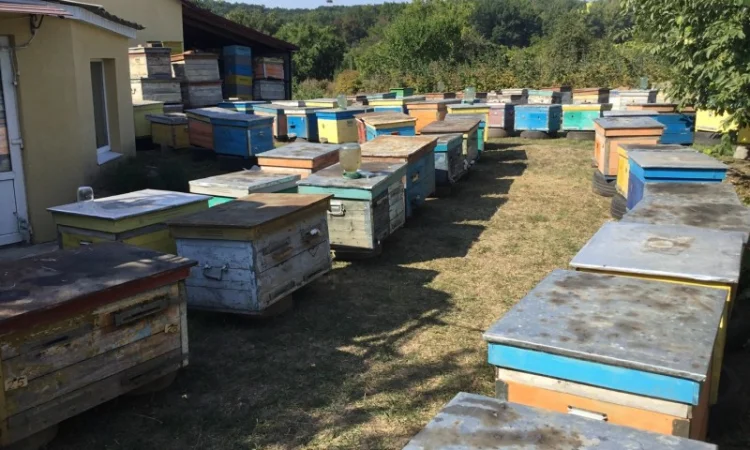 Пропонується бджолосім'я та бджолопакети - фото № 1