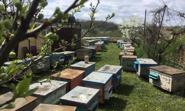 Пропонується бджолосім'я та бджолопакети - фото № 2