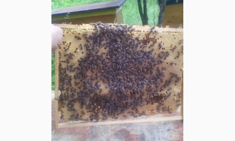 Продаются пчелопакеты карпатки с доставкой по трассе Чоп-Киев - фото № 1