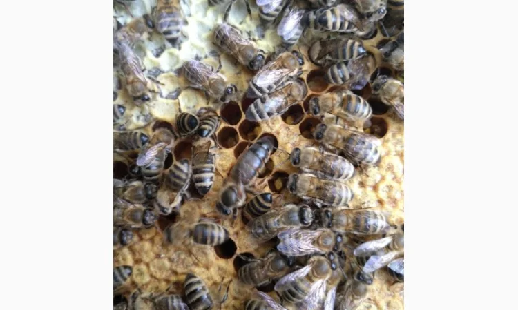 Продаются пчелопакеты карпатки с доставкой по трассе Чоп-Киев - фото № 2