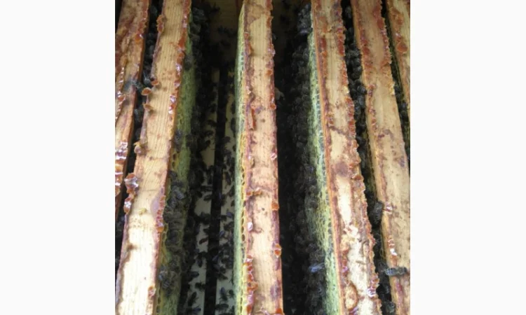 Продаются пчелопакеты карпатки с доставкой по трассе Чоп-Киев - фото № 3