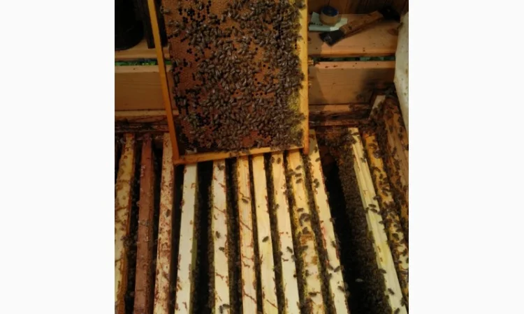 Продаются пчелопакеты карпатки с доставкой по трассе Чоп-Киев - фото № 4