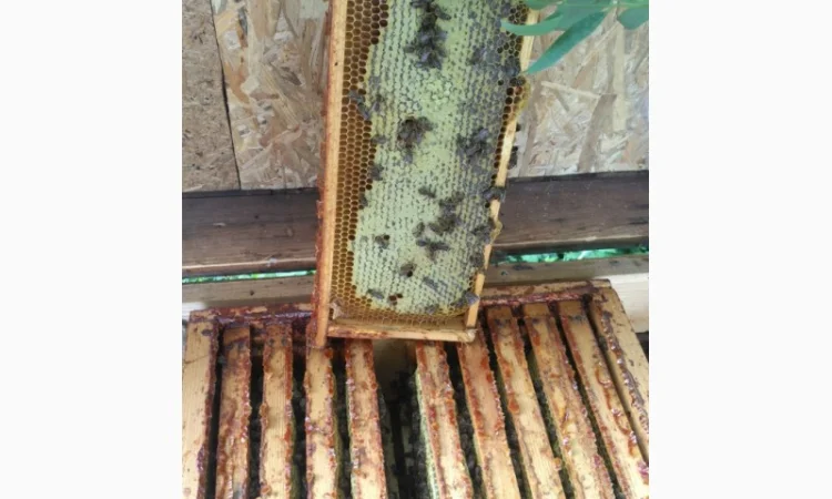 Продаются пчелопакеты карпатки с доставкой по трассе Чоп-Киев - фото № 5