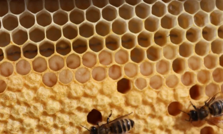 Пропонуються бджолопакети та матки 2025 року - фото № 1