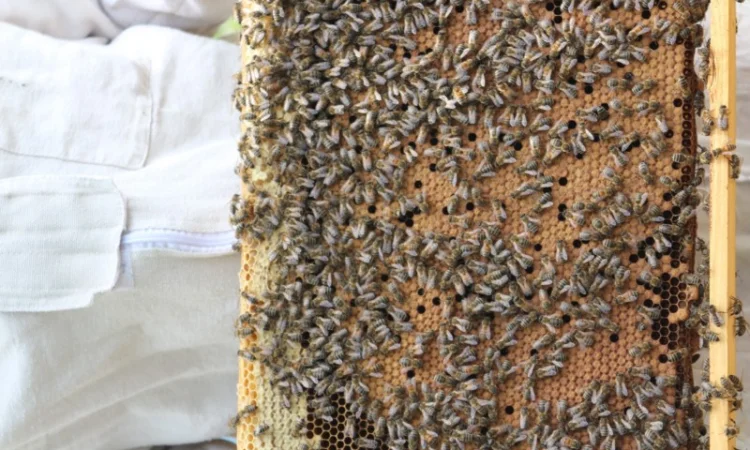 Продам бджолопакети та бджолосім’ї з власної пасіки - фото № 1