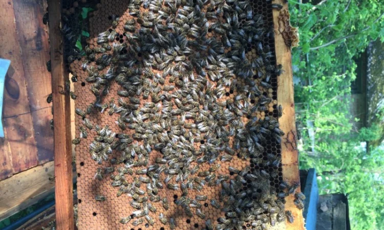 Продаются бджолопакеты от 1 до 100 единиц в начале мая - фото № 1