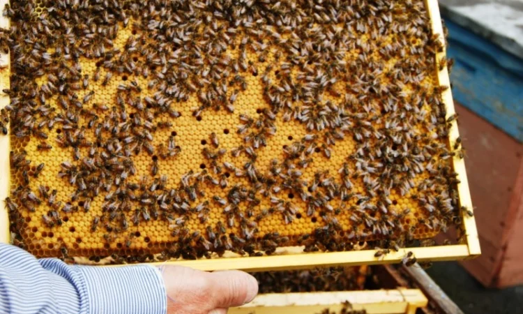 Продаються бджолопакети з матками 2025 року - фото № 5