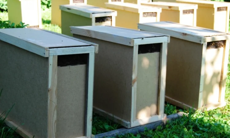 Продаються бджолопакети з матками 2025 року - фото № 2