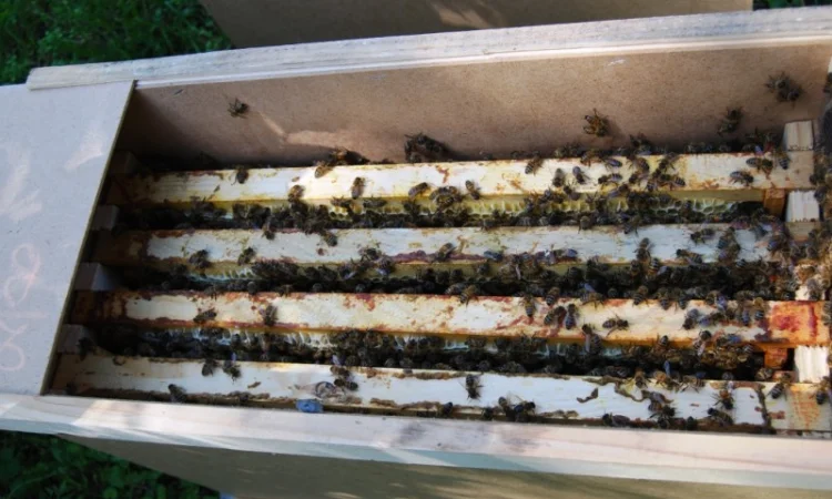 Продаються бджолопакети з матками 2025 року - фото № 3