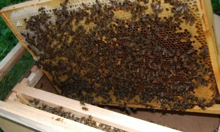 Продаються бджолопакети з матками 2025 року - фото № 1