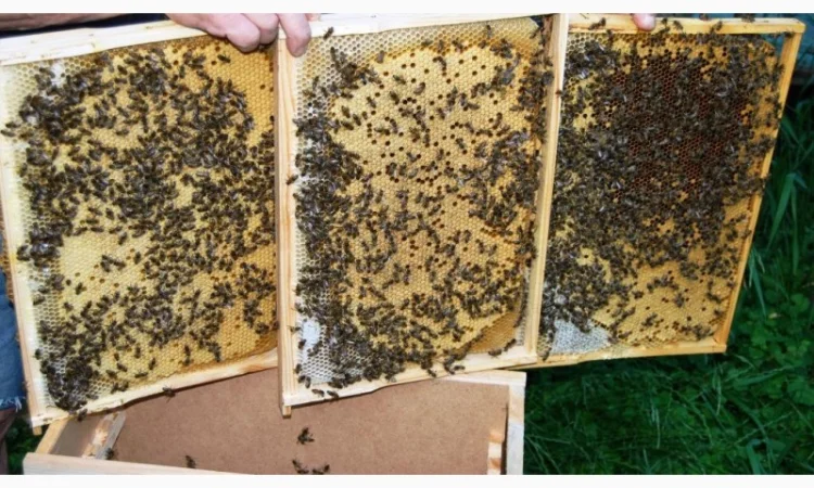 Продаються бджолопакети з матками 2025 року - фото № 4