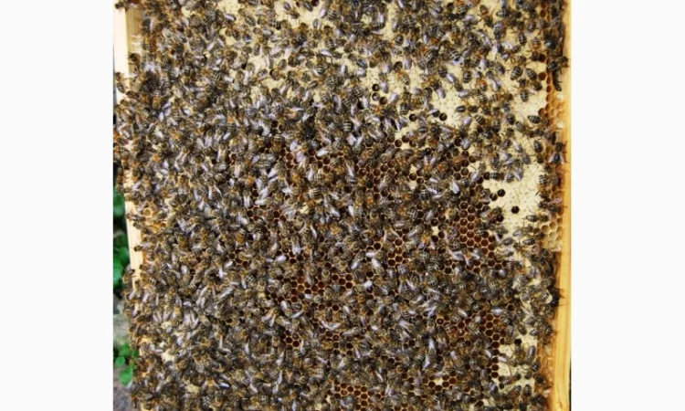 Продаються бджолопакети з матками 2025 року - фото № 6