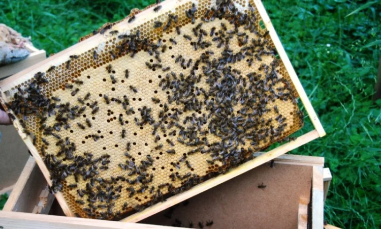 Продаються бджолопакети з матками 2025 року - фото № 7