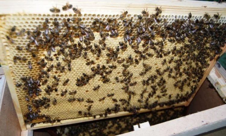 Продаються бджолопакети з матками 2025 року - фото № 8