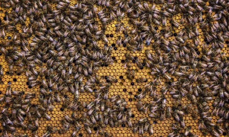 Продам бджолопакети 100-150 шт - фото № 1