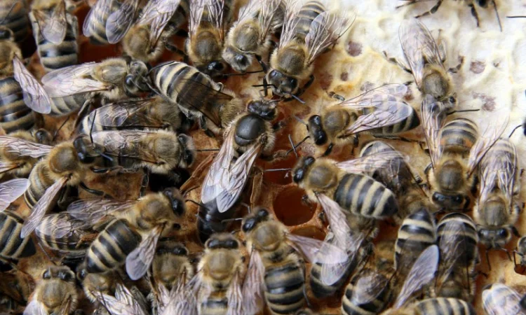 Продам бджолопакети, бджолосім’ї та окремих бджіл - фото № 1