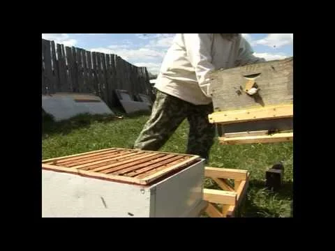 Бджолопакети, Бджоли, Бджолосім'ї - фото № 2