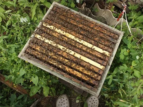 Бджолопакети, Бджоли, Бджолосім'ї - фото № 3