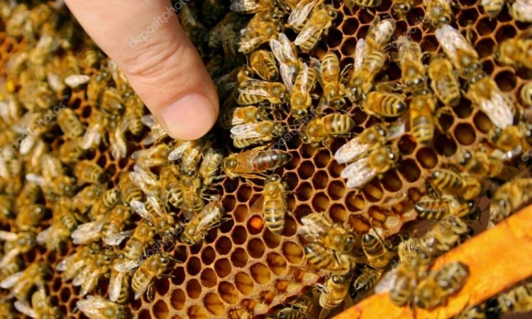 Бджолопакети, Бджоли, Бджолосім'ї - фото № 5