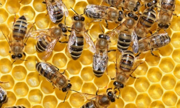 Пропонуються бджолопакети Українська рамка - фото № 1