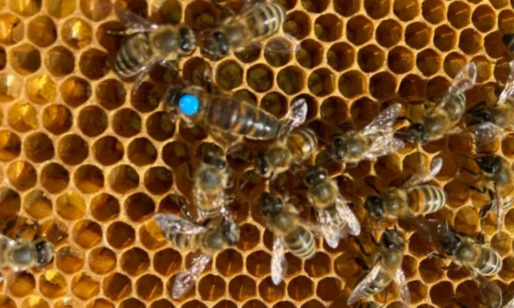 Продам пчелопакеты Карпатской породы - фото № 1