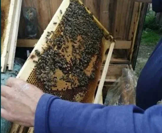 Бджолопакети 2022 року - фото № 1