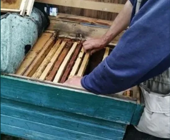 Бджолопакети 2022 року - фото № 2