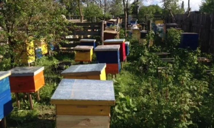 Бджолопакети 2022 року - фото № 3