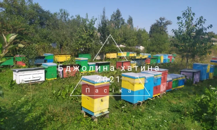 Бджолопакети сімей Карпатка - фото № 1
